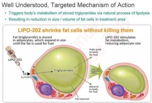NEOT, Neothetics, Lipo 202 causes fat cell shrinkage